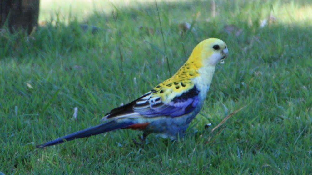 Bottlebrush B & B Maryborough Exterior foto