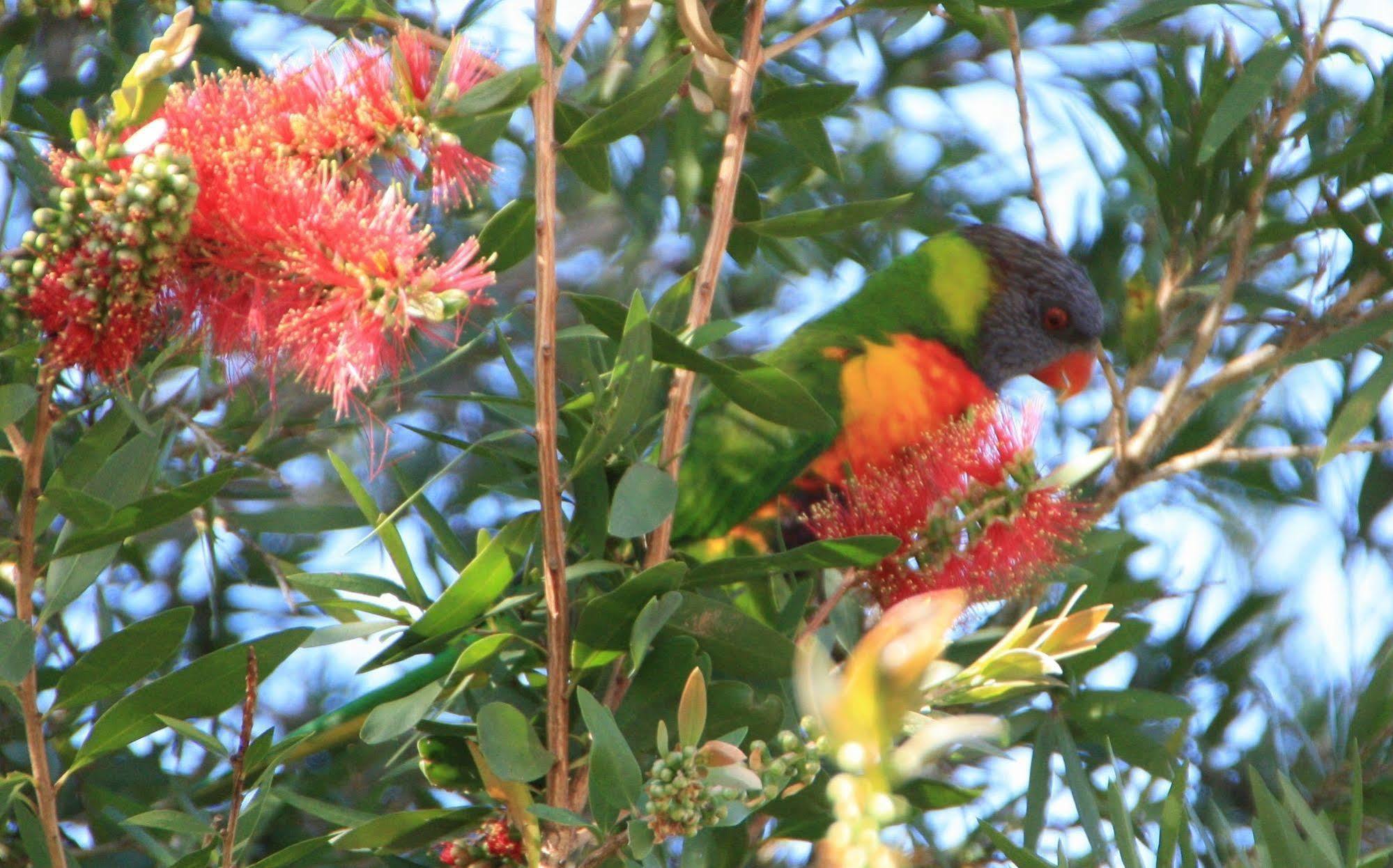 Bottlebrush B & B Maryborough Exterior foto